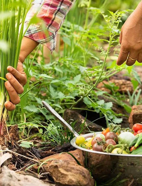 Ecological Farming