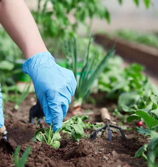 Natural Way Of Agriculture