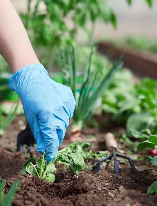 Natural Way Of Agriculture