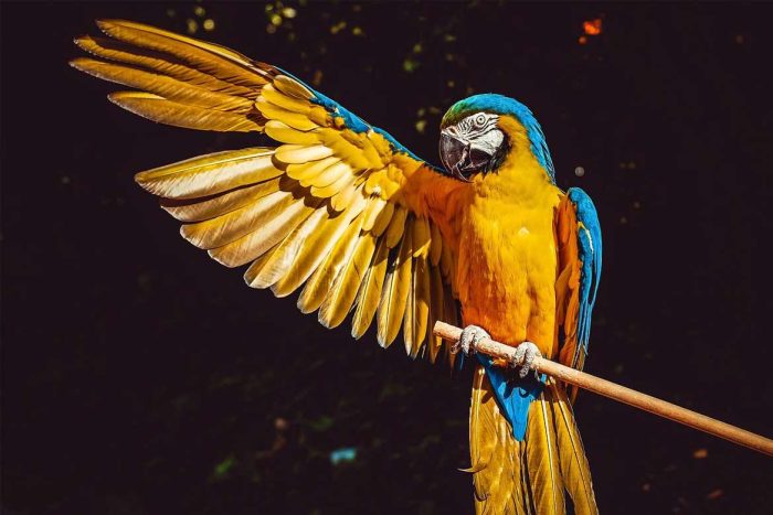 Bird Sitting