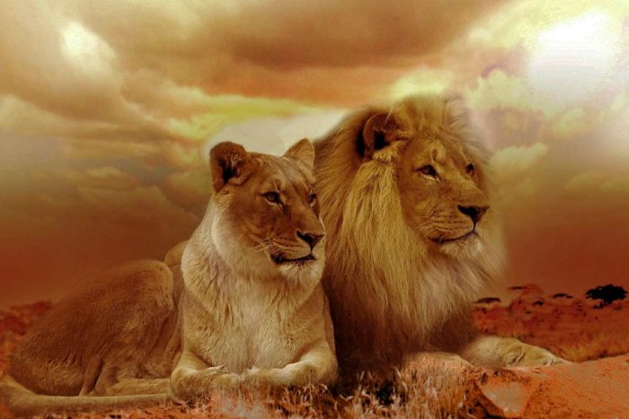 Pair of Adult Lions